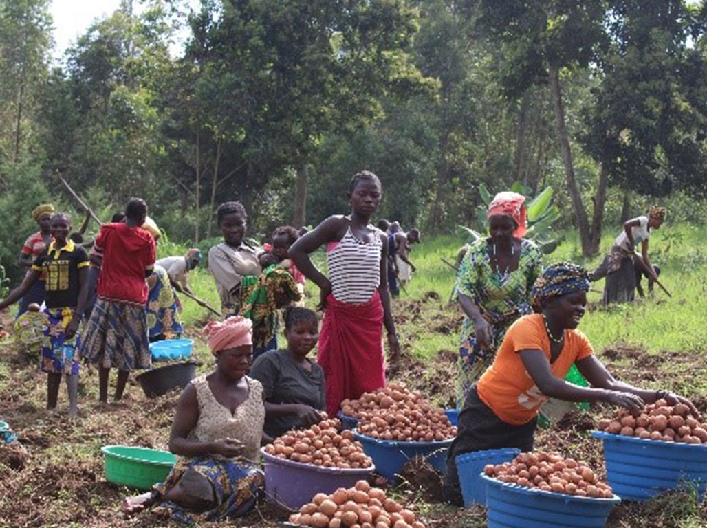 Sustainable and Resilient Smallholder Farmers’ (SURE) Project (2021)