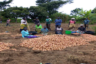 Jangokoro Food Security Project (2017-2019) in Zombo District