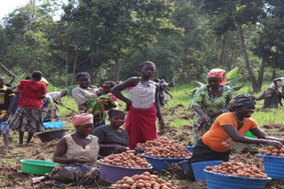Sustainable and Resilient Smallholder Farmers’ (SURE) Project (2021)