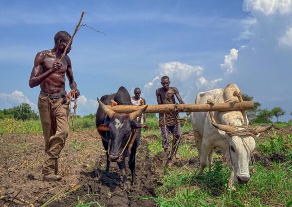 Ploughing a New Path